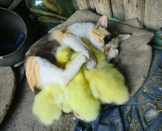 6